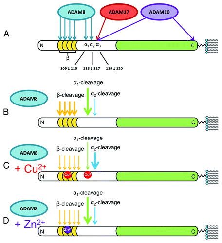 Figure 3. Summary of the findings of McDonald et al. on the α-cleavage and β-cleavage by ADAM family enzymes.Citation8 N-terminal (white) and C-terminal (green) domains are shown, with octarepeats (gold), as is the C-terminal GPI moiety that anchors the protein to the extracellular membrane leaflet. (A) ADAM8, ADAM10, and ADAM17 produce α-cleavage at distinct sites, noted as α1, α2, and α3. ADAM10 also acts as a sheddase by cleaving near the C-terminus to release the protein from the membrane. Also shown are the sites in the octarepeat domain where ADAM8 produces β-cleavage. (B) Relative cleavage activities are indicated by arrow thickness. ADAM8 alone (no metal ions) produces extensive α1- and β-cleavage, with α2-cleavage as a minor product. (C) In the presence of Cu2+, α1- and β-cleavage are suppressed, while α2-cleavage is enhanced. (D) Zn2+ also inhibits β-cleavage but, in contrast to Cu2+, promotes α1- over α2-cleavage. In contrast to the previous paradigm, these findings show that metal ions suppress β-cleavage and template a structure that promotes α-cleavage.