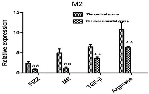 Figure 9. Comparison of cDNA relative expression values of FIZZ, MR, TGF-β, and arginase. The results of PCR-RT showed that the content of FIZZ/MR/TGF-B/arginase in the lung tissue of the experimental group was significantly lower than that of the control group (**p<.01).