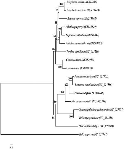 Figure 1. Phylogenetic tree of maximum-likelihood was constructed in RAxML based on the nucleotide sequences of 13 protein-coding genes. The bootstrap values were based on 1000 resamplings.