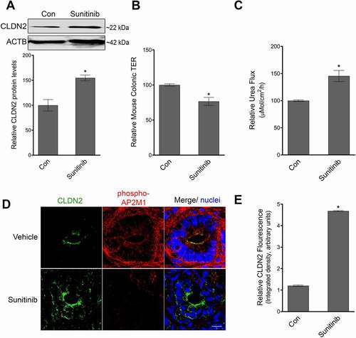 Figure 5. Role of AP2M1 in mice colonic TJ barrier. (A) Sunitinib administration (40 mg/kg/day for 2 days, oral gavage), causes an increase in CLDN2 levels in mouse colonocytes. Densitometry for CLDN2 levels upon sunitinib treatment (*, p < 0.005 versus control). In ex-vivo experiments in Ussing chambers, the colon of Sunitinib administered mice showed reduction in TER (*, p < 0.005 versus control) (B) and increase in urea (small molecule) flux (C) p < 0.005, compared to control mice. (D) In confocal immunofluorescence examination, sunitinib administered mice showed reduced staining for phospho-AP2M1 (red) and increased amount of CLDN2 (green) on the apical membrane of colonocytes in comparison with control mice. White bar: 20 µm. (E) Quantification of CLDN2 fluorescence from panel D (*, p < 0.01 versus control) .