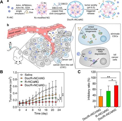 Figure 6 The design strategy of Doc/R-rNC/aNG. (A) Assembly and disassembly of Doc/R-rNC/aNG; Doc/R-rNC/aNG sequentially delivery R-rNC and Doc to cancer cells and CSCs; (B) in vivo antitumor performance of Doc/R-rNC/aNG, relative tumor volume; (C) inhibitory ratio of the tumor growth. (*P < 0.05, **P < 0.01).