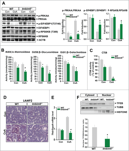 Figure 7. TMBIM6 regulates autophagy through the PRKAA-MTORC1 pathway in CsA-treated mice and regulates lysosomal activity. (A) Immunoblotting of kidney lysates from WT mice and tmbim6−/− mice treated with or without CsA was performed using p-PRKAA, PRKAA, p-EIF4EBP1, EIF4EBP1, p-RPS6KB, RPS6K, and ACTB antibodies. The right panel shows the densitometric analysis results. *, P < 0.05 tmbim6−/− mice vs. WT mice; #, P < 0.05 CsA tmbim6−/− mice vs. CsA WT mice. The activities of MAN/α-mannosidase, GLB1/β-galactosidase, and GUSB/β-glucuronidase (B) and CTSB activity (C) from lysosomal extracts were measured. *, P < 0.05 tmbim6−/− mice vs. WT mice; #, P < 0.05 CsA tmbim6−/− mice vs. CsA WT mice. (D) Kidney tissue sections were immunostained with an anti-LAMP2 antibody. Representative images are shown at × 600 magnification. (E) Tfeb mRNA levels were measured by real-time PCR; #, P < 0.05 CsA tmbim6−/− mice vs. CsA WT mice. (F) Western blotting was performed with antibodies to TFEB, histone (nuclear marker), and TUBB/tubulin (cytosol marker). Densitometric quantification of western blot bands is shown (lower). #, P < 0.05 CsA tmbim6−/− mice vs. CsA WT mice. Cyto, cytosolic fraction; Nu, nuclear fraction.