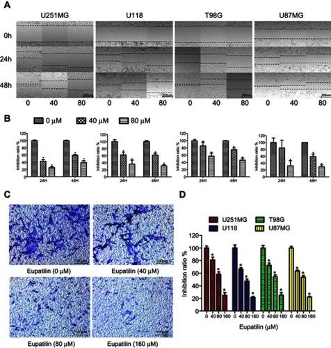 Figure 3 Eupatilin attenuates migration and invasion of glioma. (A) After scratching in a 6-well plate, the 4 cell lines were treated with different concentrations eupatilin for 48 hrs and photographed at 0, 24, and 48 hrs, respectively. (B) Statistical analysis of cell spacing on both sides. (C) U251MG cells were cultured for 24 hrs under conditions containing 20% serum and different concentrations of eupatilin under the chamber and stained with crystal violet and photographed with a microscope. (D) Counting the number of cells in three different random fields of each chamber under the microscope. Data are expressed as the mean ± standard deviation of three independent experiments. *P<0.05 vs the control group. Each experiment was repeated three times.