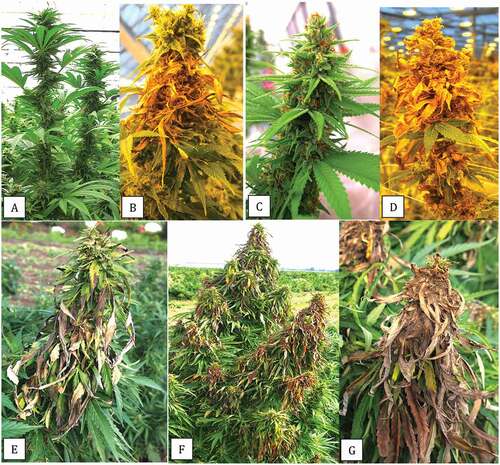 Fig. 2 (Colour online) Advanced symptoms of Botrytis infection on cannabis inflorescences. a, Healthy inflorescence of strain ‘Hash plant’ with prolific development of bract leaves along the length of the flower stalk. b, Extensive bud rot that originated with infected bract leaves and subsequently spread along the inflorescences of ‘Hash plant’. c, Healthy inflorescence of strain ‘Pink Kush’ with abundant bract leaves. d, Extensive bud rot development on ‘Pink Kush’ with the entire inflorescence having succumbed to infection. e, Early symptom of infection of bract leaves of hemp grown under outdoor conditions due to B. cinerea. f, Spread of the pathogen onto inflorescences of adjacent plants. g, Extensive sporulation of B. cinerea on a diseased hemp inflorescence on an outdoor plant