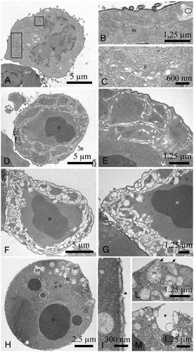Figure 4. Transmission electron microscopy (TEM) images of P3X control cells and cells treated with 12.5 µg/mL yatein. (A–C) Control cells were characterized by a round shape, a heterochromatic nucleus, and a mitochondria and Golgi apparatus with a normal ultrastructure; viruses were also visible in the cytoplasm, as they are resident to this cell line (rectangles). (D–M) TEM micrographs evidenced morphological alterations in cells treated with 12.5 µg/mL yatein, including condensation of the nucleus (D) and the complete disorganization of the membrane system in the cytoplasm (D and E). The membrane system was highly compromised in some cells (F and G). Nuclear fragmentation and mitochondria with damaged cristae were also observed (H). Cellular membrane rupture (I, arrowhead) and the extrusion of cytoplasmic materials from the cell were evidenced (L, arrows), and some cavities originated by the extrusion of cytoplasmic material were noted in proximity of the cell surface (M, star). (n) nucleus; (m) mitochondria; (g) Golgi apparatus. Bars: (A) 5 µm, (B) 1.25 µm, (C) 600 nm, (D) 5 µm, (E) 1.25 µm, (F) 5 µm, (G) 1.25 µm, (H) 2.5 µm, (I) 300 nm, (L) 1.25 µm, and (M) 1.25 µm.