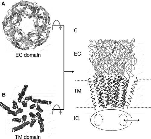 Figure 1. Modelling the intact α7 nAChR. The extracellular (A: EC; light grey) domain was homology modelled using the snail AChBP (PDB code 1I9B) as a template; the transmembrane (B: TM; dark grey) domain was homology modelled using the corresponding Torpedo cryo-electron microscopy structure (PDB code 1OED) as a template. These two domains were then combined (see Methods for details) to form a model of the intact receptor (C). The intracellular domain (IC), for which template coordinates are unavailable, is shown schematically as an ellipse, with arrows indicating the sideways entrance/exit of ions via the windows (dotted line ellipses) in the wall of this domain.