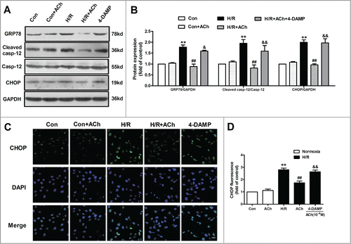 Figure 3. ACh inhibited ER-related apoptosis through M3 AChR. (A) Representative immunoblots for GRP78, caspase-12 and CHOP. (B) ACh treatment decreased the upregulated expression of GRP78, cleaved caspase-12 and CHOP induced by H/R. The beneficial effects of ACh was abolished by M3 AChR antagonist 4-DAMP (10−6 M). (C and D) ACh inhibited CHOP immunofluorescence during H/R. Scale bar = 25 μm. The data expressed as mean ± SEM in each bar graph represent the average of 4 independent experiments. **P < 0.01 vs Con; ##P < 0.01 vs H/R; &P < 0.05 and &&P < 0.01 vs ACh-treated H/R group.