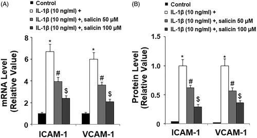 Figure 6. Salicin inhibits IL-1β-induced expression of ICAM-1 and VCAM-1 in RECs. (A) Expressions of ICAM-1 and VCAM-1 at the mRNA levels were determined by real-time PCR. (B) Expressions of ICAM-1 and VCAM-1 at the protein levels were determined by ELISA. Cells were treated with IL-1β (10 ng/mL) in the presence or absence of salicin (50 and 100 μM) for 48 h (*, #, $, p < .01 vs. previous column group, n = 5–6).