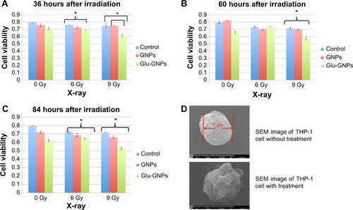 Figure 5 THP-1 cell viability.Notes: THP-1 cell viability measured by MTS assay at 36 hours (A), 60 hours (B), and 84 hours (C) after irradiation. *Indicates that a significant difference (P<0.05) was shown when comparing gold concentration in cells treated with Glu-GNPs versus GNPs. Note that 0.9 on the y-axis stands for a cell viability of 90%. (D) Scanning electron microscopy (SEM) images of THP-1 cells: with and without treatment. The average diameter of THP-1 cells is about 7±2 μm.Abbreviations: GNPs, gold nanoparticles; Glu-GNPs, pegylated glucose coated GNPs.