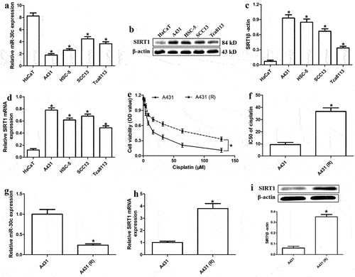 Figure 1. MiR-30c is significantly downregulated in cisplatin-resistant cutaneous squamous cell carcinoma (cSCC) cells. (a) Relative expression of miR-30c in HaCaT and cSCC cells. (b) Representative Western blot for SIRT1. (c) Relative protein levels of SIRT1 (normalized to levels of β-actin) in HaCaT and cSCC cells. (d) Relative SIRT1 mRNA expression in HaCaT and cSCC cells, as determined by quantitative real-time polymerase chain reaction (qRT-PCR). (e) Viability of A431 and A431-R cells treated with different cisplatin concentrations (2, 4, 8, 16, 32, 64, and 128 μM) for 48 h. (f) IC50 values of cisplatin in A431 and A431-R cells, as determined from cell viability curves. (g-h) Relative levels of miR-30c and SIRT1 mRNA in A431 and A431-R cells, as determined by qRT-PCR. (i) Relative expression of SIRT1 protein in A431 and A431-R cells. *P < 0.05, compared to HaCaT or A431 cells. A431-R, cisplatin-resistant A431 cells; HaCaT cells, human benign epidermal keratinocyte cells; OD, optical density; SIRT1, Sirtuin 1.