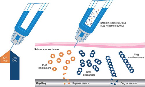 Figure 1. Mechanism of action of the insulin degludec/insulin aspart co-formulation, IDegAsp. In the pharmaceutical preparation, soluble di-hexamers are formed by the IDeg component at neutral pH, whereas IAsp remains as distinct hexamers. Upon injection, IDeg di-hexamers immediately form stable multi-hexamers in the subcutaneous tissue from which IDeg monomers slowly and continuously dissociate. IAsp hexamers quickly dissociate to monomers and are therefore rapidly absorbed into the circulation. Adapted from Haahr et al. 2017 [Citation19].IAsp, insulin aspart; IDeg, insulin degludec; IDegAsp, insulin degludec/insulin aspart.