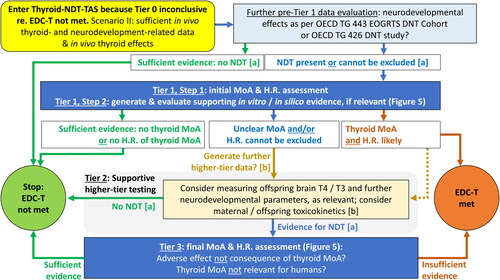 Figure 4. The ECETOC and CLE Thyroid-NDT-TAS: Scenario II: sufficient in vivo thyroid- and neurodevelopment-related data at onset of Tier 1.DNT: developmental neurotoxicity; EDC-T: endocrine disruptor criteria for thyroid modality; EOGRTS: extended one-generation reproductive toxicity study; H.R.: human relevance; MoA: mode-of-action; NDT: neurodevelopmental toxicity; T3: triiodothyronine; T4: thyroxine; TG: test guideline.Colour legend: yellow shape: conclusion from Tier 0 evaluation to enter the Thyroid-NDT-TAS; light blue boxes: elements of the assessment; blue arrows: continuation of evaluation; ochreous box and arrows: optional elements of the assessment (as the respective parameters have not yet been formally validated or adopted for regulatory use); dotted ochreous arrow: expert judgement that offspring brain thyroid hormones and/or further neurodevelopmental parameters are relevant to substantiate or rule out NDT; dark blue box: MoA and human relevance assessment (Figure 5); red-brown vs green arrows and text: findings leading to conclusion that the EDC-T are met (red-brown circle)/are not met (green circle).[a] See Section 2.2.3 for details on neurodevelopmental assessments.[b] Following expert judgement, consider additional investigations using culled pups from the EOGRTS and/or the performance of in vitro mechanistic assays and/or (not TG-conforming) perinatal studies to measure e.g. brain thyroid hormones and/or receptor occupancies using immunohistochemistry. Measurements of maternal and offspring plasma concentrations of the test material may be used to calculate placental transfer.