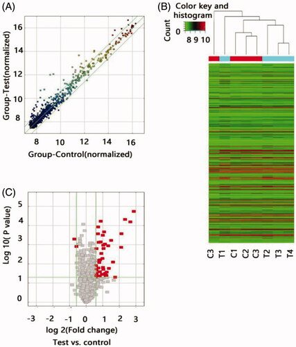 Figure 1. Differential expression of lncRNAs in ARAS patients and control individuals. (A) The scatter plots showed LncRNA expression in test samples versus normal samples. X-axis depicted data values of control samples; Y-axis depicted data values of test samples. Dots were located above the upper green line and below the under green line represent fold change ≥1.5, ‘Test’ indicates ARAS samples; ‘Normal,’ control samples. (B) Heat map of lncRNA expression from microarray analysis of combined renal artery tissue samples of patients with ARAS and control subjects (T, renal atherosclerosis tissue; C, normal renal artery tissue). Each row represented one lncRNA and each column represents a sample. The color scale shown at the top illustrated the relative expression level of a lncRNA; red represents high expression and green represented low expression. (C) The volcano plots showed thousands of lncRNAs were significantly different by using lncRNA expression thresholds of more than 1.5-fold change with p<.05. The red point in the plot represented the deferentially expressed Coding genes with statistical significance.