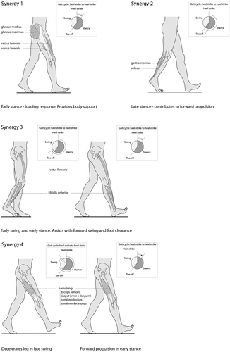 Figure 1. Muscle synergies identified in healthy gait.