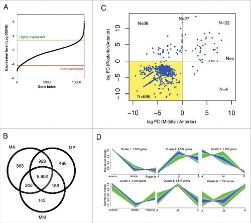 Figure 2. General features of the expressed genes in the male A. suum intestines. (A) Distribution of expression level (DCPM) in male intestine. The thresholds for determining the high expression and low expression genesets are indicated with green and red lines respectively. (B) Distribution of intestinal expressed genes among the 3 regions of the male intestine. The numbers represent presence/absence of the transcripts, irrespective of the observed abundance. (C) Fold differences between intestinal regions, of the expression level of differentially expressed genes. Each dot corresponds to a differentially expressed gene. x-axis represents the log fold differences of posterior intestine over anterior intestine. y-axis represents the log fold differences of the middle intestine over anterior intestine. Numbers of the genes were labeled in each quadrant and on the division lines. The shaded area represents DE genes with higher anterior intestine expression as compared to both middle and posterior intestine. (D) The male intestinal genes were divided into 6 clusters based on their expression profiles using fuzzy clustering. The relative difference in expression level is plotted on the Y-axis. Green and light blue colors represent genes with low membership values; whereas purple and red colors represent genes with higher membership values. This data is independent of differential expression analysis (shown in panel C) and contains transcripts that vary in abundance among intestinal regions, even though some of these may not have attained the significance level required for classification as differentially expressed.