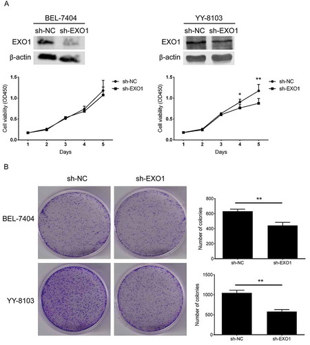 Figure 4. EXO1 knockdown descreases the cell proliferation in HCC cells. (a) Cell growth curves of BEL-7404 and YY-8103. EXO1 proteins were detected by western blots. (b) Colony formation of BEL-7404 and YY-8103. All experiments were performed in triplicates and data are shown as mean ± SD. Statistical significance was determined by two-tailed Student’s t test. *, P < 0.05; **, P < 0.01.
