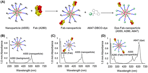 Figure 3. (A) Schematic overview of experiment to determine Fab- and unreacted azide-content by optical absorption. Fab content was determined by A280 measurement, whereas azide content was determined by A647 measurement after backfilling with Alexa Fluor 674-DBCO (A647). (B-D) UV-vis absorbance spectra of (B) unmodified micelles, (C) Fab-linker reacted micelles, and (D) Fab-linker and Alexa Fluor 647-DBCO reacted micelles.