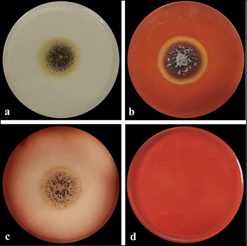 Figure 6. CMCase activity of Aspergillus sp. LBM 134 determined by the Congo red assay. (a) Developed mycelium for 4 d without revealing; (b) developed mycelium on medium with the substrate (CMC) and revealed showing a degraded halo around the mycelium; (c) control plate, developed mycelium on medium without substrate; (d) plate control, medium without inoculating