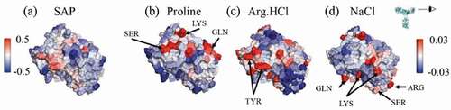 Figure 8. Views of the variable region of mAbB. (a) Coloring indicates SAP values, with red coloring indicating exposed hydrophobic regions. (b)-(d) Coloring indicates local Γ23 values for proline, Arg.HCl, and NaCl, respectively, with bulk excipient concentrations of 0.15 m. Red indicates preferential inclusion. Views are of the Fv domain, side-on, as indicated by the eyeball in the inset, so that the figures include all complementarity-determining regions.