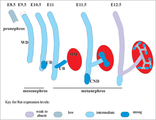 Figure 2 Ret expression in early developing murine kidney. Cartoon shows Ret expression in relation to early stages of embryonic (E) murine kidney development. Wolffian duct (WD) is represented as vertical tube, ureteric bud (UB) as an outgrowth from caudal end of WD, common nephric duct (CND) at distal end of WD, and metanephric mesenchyme (MM) expressing Gdnf as red oval. Ret is first detected at E8.5 in cellular aggregates in the pronephros, then continues to be expressed in the growing WD during mesonephros development, albeit at lower levels. Intense Ret expression is seen at the beginning of metanephric kidney at distal end where UB develops at E10.5. When UB reaches MM (at E11.5), first branching event occurs and intense Ret expression is observed in the tips of the UB. As branching continues, strong Ret expression is confined to UB tips, and Ret expression in WD becomes almost undetectable except in the CND, and becomes weaker in the UB stalk. The intensity of blue correlates with Ret expression.