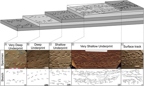 Figure 11. Kouphichnium aspodon underprint fallout interpretation: A) UCM 2517 (MSC) B) UCM 544 (MSC 27749) C) UCM 437 (ANNMNH 2003.2.76/74) D) UCM 662 (MSC uncatalogued) E) UCM 1072 (AMNH 13199).