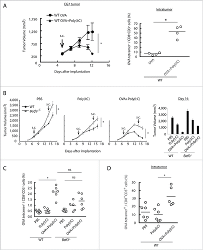 Figure 2. Combined administration of antigen and Poly(I:C) induces EG7 tumor regression. Wild-type mice were inoculated with EG7 tumor and had Poly(I:C) and OVA therapy day 5 after tumor implantation. At day 12, the proportion of tumor-infiltrating OVA-specific CD8+ T cells was evaluated (A). EG7 was implanted to wild-type mice or Batf3−/− mice and Poly(I:C) with or without OVA was administered around the tumor at day 7 and 14. PBS was used as control (B). At day 16, the proportions of OVA-specific CD8+ T cells in spleen were evaluated by flow cytometer (C). EG7-bearing wild-type mice had Poly(I:C) and OVA therapy at day 7, and at day 15, the proportion of tumor-infiltrating OVA-specific CD8+ T cells was evaluated (D). Error bars show ± SEM; n = 4 to 8 per group. Student's t-test (A, B) and Kluskal–Wallis test with Dunn's multiple comparison test (C, D) were performed to analyze statistical significance. *p < 0.05, ns; not significant. Three similar experiments were performed and the results are the representative one.