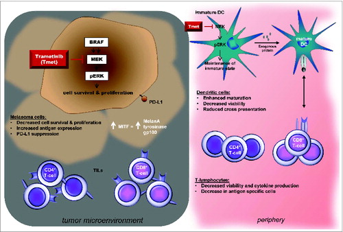 Figure 1. Proposed consequences of MEK inhibition on tumor and immune cell populations. MEK inhibition (MEKi) increases expression of the melanoma differentiation marker MDA on melanoma cells, suppresses PD-L1 expression in vitro and can reverse the decrease in MDA and CD8+ T-cell infiltrate seen in patient tumors at the time of progression while on BRAFi. MEKi also modulates T-lymphocyte and monocyte-derived dendritic cell (moDC) function in vitro. MEKi reduces T-lymphocyte viability and proliferation and IFNγ production and cytokine secretion. Trametinib also inhibits the activation of antigen-specific T-cells, cross presentation of tumor antigens and TNFα and IL-6 production. MEKi promotes maturation of moDCs in the presence of LPS or TNFα in vitro. Further studies in vivo will be required to evaluate the potential clinical impact of these in vitro findings.