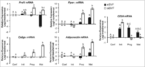 Figure 2. CD24 and adipogenic mRNA expression over the course of adipogenesis in primary cultures from epididymal and inguinal white adipose tissue depots. The mRNA expression of CD24 and known adipogenic genes were determined from pre-adipocytes isolated from visceral epididymal WAT (eSVF) or subcutaneous inguinal WAT (siSVF), at the indicated stages of the adipogenesis assay, as described in Figure 1. Expression levels of Pref1, Pparγ, Cebpα, Adiponectin and CD24 were determined by RT-qPCR followed by normalization to the internal control gene Rplp0. Relative expression levels are shown with respect to levels in confluent cells. Data is shown as log2 transformed mean ± s.e.m., n = 8. Different letters indicate a significant difference at P < 0.05 (upper case: eSVF, lower case: siSVF).