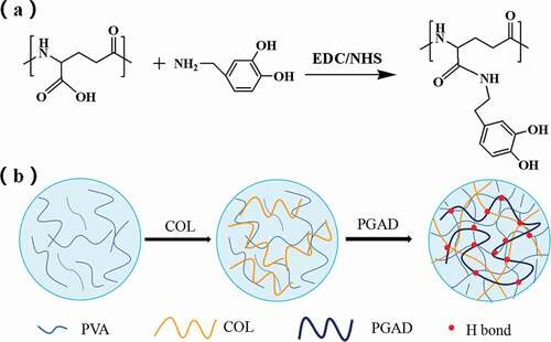 Figure 1. Graft reaction of γ-PGA with DA (a), The schematic diagram of PVA-COL-PGAD hydrogel formation (b)