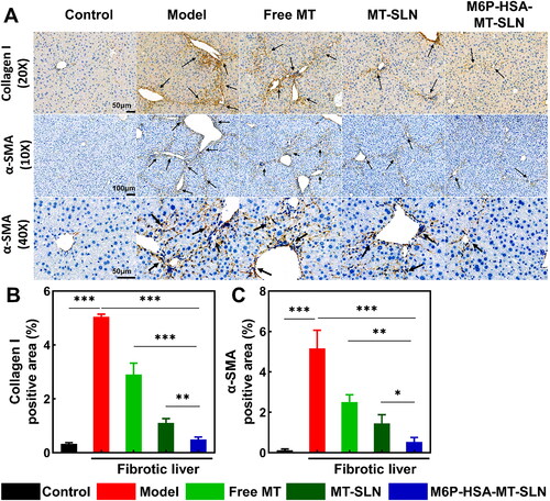 Figure 7. CCl4-induced liver fibrosis in mice was alleviated by M6P-HSA-MT-SLN. (A) Images of collagen I and α-SMA immunohistochemical staining of liver sections; scale bars are 50 μm (collagen I, 20× and α-SMA, 40×) and 100 μm (α-SMA, 10×). (B, C) Collagen I and α-SMA immunohistochemical staining quantitative analysis of liver sections. Data represented as mean ± SD, n = 3; *p < 0.05, **p < 0.01, ***p < 0.001.