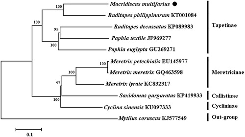 Figure 1 The NJ phylogenetic tree for Macridiscus multifarius and other species using 12 protein-coding genes.