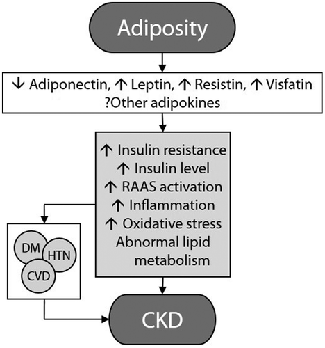 Figure 1: Putative mechanisms of action whereby obesity causes chronic kidney disease.