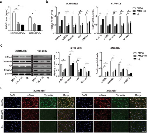 Figure 3. Inhibition of CXCR4 expression and TGF-β1 secretion prevented CRC-induced MSCs self-differentiation to CAFs.(a) ELISA analysis for TGF-β1 secretion in HCT116-MSCs and HT29-MSCs (short for MSCs co-cultured with HCT116/HT29 cells) pretreated with DMSO, AMD3100 or Cy. (b) qPCR analysis in mRNA level, and (c) western blot analysis in protein level for the expression of CXCR4 and CAFs markers α-SMA, Vimentin, S100A4 and FAP in HCT116-MSCs and HT29-MSCs cells treated with DMSO, AMD3100 or Cy. The quantitative analysis of protein bands grey intensity were displayed in the hisograms. (d) Immunofluorescence staining for α-SMA and Vimentin in HCT116-MSCs and HT29-MSCs cells treated with DMSO, AMD3100 or Cy. * p < .05, ** p < .01