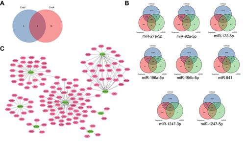 Figure 3 The Co-DE miRNA-mRNA regulatory network. (A) A Venn plot of common differentially expressed miRNAs. (B) Venn plots of Co-DE mRNAs. (C) The constructed miRNA-mRNA regulatory network (the green ovals and pink polygons represent miRNAs and mRNAs respectively.).