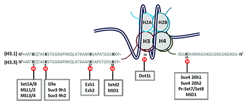 Figure 4. Graphical summary of the lysine residues on histone H3.1/H3.3/H4 that were mutated and tested in this study. Lys4, 9, 27, 36 of histone H3.1 and H3.3 and Lys20 of histone H4 are located at the N-terminal tail. Lys79 of histone H3 is located in the histone core. Some of the lysine methyltransferases are listed in the boxes.