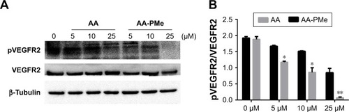 Figure 10 AA-PMe inhibits VEGFR2 activation in zebrafish embryos. (A) Total and phospho-VEGFR2 expression in 72 hpf whole embryo lysates following treatment with the indicated doses of AA-PMe or AA. A representative blot is shown. (B) Ratio of phospho to total VEGFR2 expression as determined by the densitometric analysis. Bars represent the mean ± SEM from three separate experiments. *P<0.05, **P<0.01.