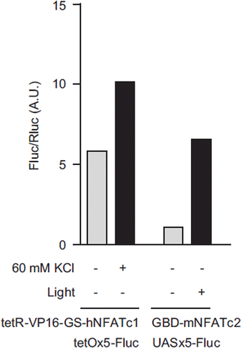 Figure 2. Activity-induced reporter gene expression in N2A cells. For KCl stimulation experiments, tetR-VP16-GS-hNFAT was co-expressed with tetO-Fluc and pRL-TK. When stimulated with 60 mM KCl, the FLuc/RLuc ratio increased nearly 2-fold. For light stimulation experiments, Gal4-NFATAD was co-expressed with VChR1, UAS-Fluc (pFR-Luc), and pRL-TK. After 488-nm light illumination for 12 hours, the Fluc/Rluc ratio increased by about 5-fold. Each data point represents average results from two samples.