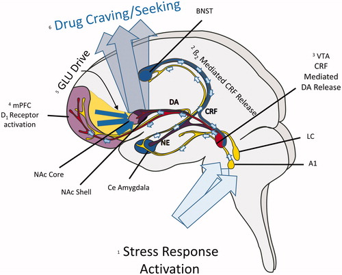 Figure 1. Neurocircuitry that contributes to stress-induced relapse. (1) During stress, ascending noradrenergic projections from the locus coeruleus (LC) and A1 region release norepinephrine (NE) into the bed nucleus of the stria terminalis (BNST) and central (Ce) amydgala. (2) Beta-2 adrenergic receptor activation by NE in the BNST activates a pathway that releases CRF into the ventral tegmental area (VTA). (3) CRF, largely through actions at CRF-R1 receptors in the VTA, activates a dopaminergic (DA) projection to the medial prefrontal cortex (mPFC). (4) DA activation of D1 receptors in the mPFC increase the activity of pyramidal cells that comprise a glutamatergic (GLU) projection to the nucleus accumbens (NAc) core. GLU release into the NAc core regulates outputs to the ventral pallidum to induce drug craving/use.