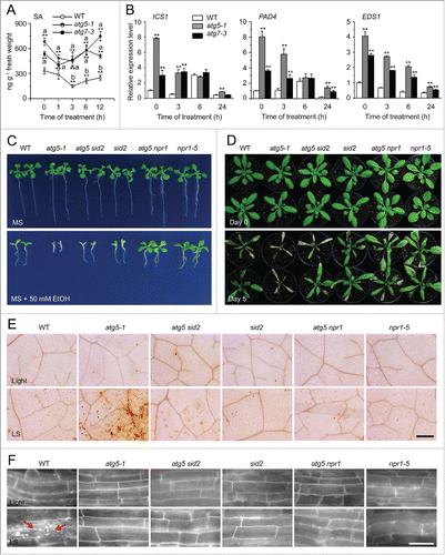 Figure 7. The enhanced submergence and ethanol sensitivity in autophagy-defective mutants requires salicylic acid signaling. (A) Measurement of endogenous SA contents in the wild type (WT) and atg mutants (atg5-1 and atg7-3). WT, atg5-1, and atg7-3 mutants were treated with submergence (LS) and leaves were collected at 0, 1, 3, 6, and 12 h after treatment for SA extraction and then analyzed by LC/MS. D6-SA was added as an internal quantitative standard. The experiments were repeated (biological replicates) twice, with similar results, and the representative data from one replicate are shown. Data are means ± SD calculated from 8 technical replicates (200 mg leaves harvested from 3 independent plants were pooled for each technical replicate). Asterisks with “a” indicate significant differences from that of the wild type at each time point and with “b” indicate significant differences from untreated wild-type control (*, P < 0.05; **, P < 0.01 by the Student t test). (B) Relative expression levels of SA biosynthesis genes in WT and atg mutants (atg5–1 and atg7–3) upon LS treatment. Total RNA was isolated from 4-wk-old WT and atg mutants under LS treatment for 0, 3, 6, and 24 h. The relative transcript levels were normalized to that of ACT2. *, P < 0.05; **, P < 0.01 by Student t test. (C) Images of WT, atg5–1, atg5 sid2, sid2, atg5 npr1, and npr1-5 seeds germinated on MS medium containing no ethanol or 50 mM ethanol, for 2 wk. (D) Images of WT, atg5-1, atg5 sid2, sid2, atg5 npr1, and npr1-5 plants before treatment (Day 0) and after a 6-d recovery after a 5-d LS treatment (Day 5). (E) DAB staining showing ROS levels in the leaves of 4-wk-old WT, atg5-1, atg5 sid2, sid2, atg5 npr1, and npr1-5 mutants under normal growth conditions (Light) and after 3-d LS treatment. Scale bar: 500 μm. (F) MDC staining showing autophagosome formation in the root cells of WT, atg5-1, atg5 sid2, sid2, atg5 npr1, and npr1-5 seedlings under normal light/dark (Light) and LS conditions. One-wk-old seedlings were not treated or LS-treated for 24 h following by staining with MDC. The labeled autophagosomes (arrows) were visualized by epifluorescence microscopy. Scale bar: 50 μm.