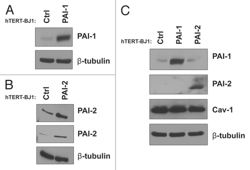Figure 3 Recombinant overexpression of PAI-1 or PAI-2 does not alter Cav-1 expression levels. To assess the regulation of Cav-1 by PAI-1 and PAI-2 in fibroblasts, we stably overexpressed PAI-1 or PAI-2 in immortalized human fibroblasts (hTERT-BJ1) using lentiviral vectors. As a control (Ctrl), hTERT-BJ1 fibroblasts were transduced with an empty vector. The overexpression of PAI-1 and PAI-2 was confirmed by western blot (A and B), respectively. Immunoblotting with β-tubulin is shown as a control for equal loading. (C) The expression of Cav-1 in fibroblasts overexpressing PAI-1 or PAI-2 was assessed by western blotting. Note that no differences in Cav-1 levels were observed. Immunoblottings for PAI-1 and PAI-2 are also displayed. Immunoblotting for β-tubulin is shown as a control for equal loading.