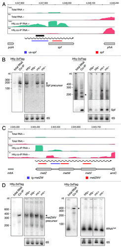 Figure 5. Identification and verification of tRNA and sRNA precursors binding to Hfq. Deep sequencing and Northern blot analyses of Spf (A and B) and the metZWV precursor (C and D) as described in Figure 3A and 3B. Violet and red bars indicate the positions of oligonucleotide probes used in the corresponding Northern blots. 6S RNA was used as a loading control. The black bar indicates the position of the Hfq aptamer reported by Lorenz et al.Citation9