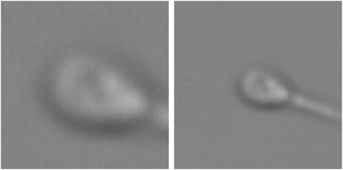 Figure 1. An example of the images in MHSMA dataset. Both images represent the same sperm. One is 128x128 pixels, and the other one is cropped 64x64 pixels.