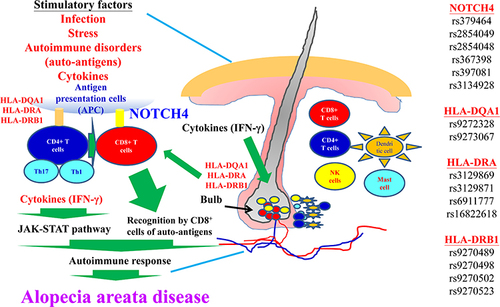 Figure 7 The molecular mechanisms involved in AA disease are depicted. Details are provided in the text.