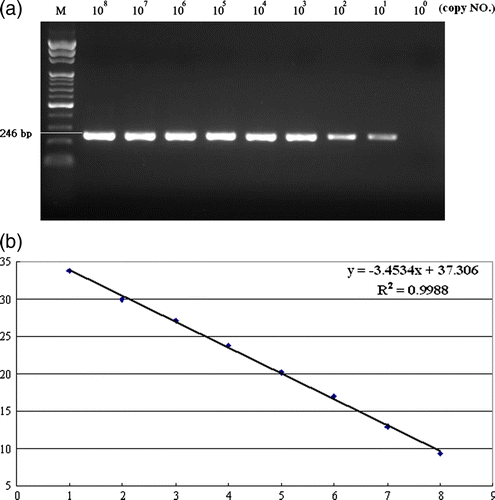 Figure 2.  2a: Real-time RT-PCR fluorescence curve derived from serially diluted NDV genomic RNA. Following amplification, the real-time RT-PCR products were analyzed by agarose gel electrophoresis. 2b: Standard curve of real-time PCR. Serially diluted NDV genomic RNA was amplified and analyzed in real time. The threshold cycle (Ct) values were plotted against the copy number to construct the standard curve, r=–1.0. The NDV RNA copy number was determined spectrophotometrically.