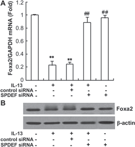 Figure 5. SPDEF regulates the gene expressions and protein production of Foxa2 induced by IL-13 in 16HBE cells. We used real-time PCR and Western blotting to assess the expression levels of mRNA (A) and protein (B) in each group. Western blotting analysis was performed using antibodies against Foxa2, as described in Materials and Methods. **p < .01, compared with the untreated group; ##p < .01, compared with IL-13-stimulated and IL-13 + SPDEF control siRNA. Results are representative of three independent experiments.
