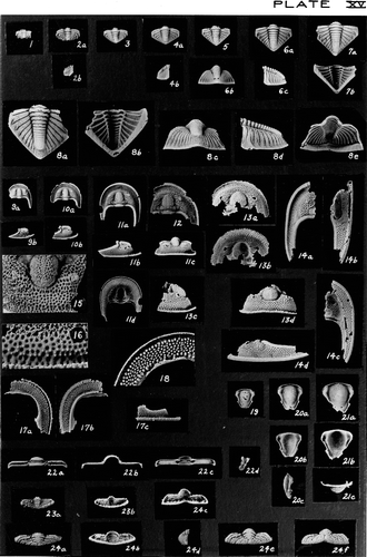 Plate 4. Plate 15 of Bill Evitt's PhD thesis on silicified Middle Ordovician trilobites from Virginia, illustrating the (informal) species Calyptaulax micta (figures 1–8) and Dolichoharpes reticulata (figures 9–24). Calyptaulax micta has never been formalised. Bill did not use scale bars, and the magnifications quoted below should be considered approximate. However, the dorsoventral width of the single thoracic segment of Dolichoharpes reticulata illustrated in figures 22a–d is 12.5 cm. Figures 1–4 are transitory pygidia, and figures 5–8 are holaspid pygidia of Calyptaulax micta, all at various magnifications. The remaining figures are all of Dolichoharpes reticulata. Figures 9–16 are cephalons in several orientations and at varying magnifications. Figures 17 and 18 are lower lamella of the cephalon at 6×. Figures 19–21 are hypostomes at several magnifications. Figures 22a–d are of a single thoracic segment at 5×. Figures 23a–b are dorsal and ventral views respectively of a transitory pygidium at 12×. Figures 24a–f are all of a single holaspid pygidium in various views, and are all at 5×. The image is reproduced with the approval of the Evitt family.