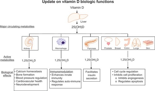 Figure 1 Biological functions of vitamin D. Metabolism of 25-hydroxyvitamin D [25(OH)D] to 1,25(OH)2D in the kidney and in several other organs and tissues, and the biological effects of 1,25(OH)2D.© 2006. Access Copyright. Adapted with permission from Hollis and Wagner.Citation20 This work is protected by copyright and the making of this copy was with the permission of Access Copyright. Any alteration of its content or further copying in any form whatsoever is strictly prohibited unless otherwise permitted by law.