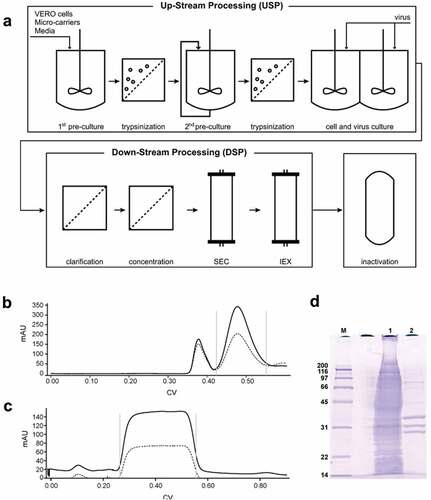 Figure 2. Overview of the IPV manufacturing process. (a) Upstream processing (USP) begins with two steps of increasing volume of cell growth followed by addition of seed virus for 3–4 days. The virus preparation is purified through a series of filtration steps followed by size exclusion (SEC) and ion exchange (IEC) chromatography (downstream processing, DSP). Viral inactivation is then achieved through a two-week incubation with formalin. Examples of in-process monitoring of the DSP include (b) virus separation from larger cell debris through SEC (Gray bars represent the retained volume), (c) virus elutes during IEC while impurities remain bound, and (d) SDS-PAGE gel shows the purity differences between the clarified bulk (lane 1) and the purified virus (lane 2). The bands at 33, 30, and 26 kDa represent the VP1, VP2, and VP3 protein, respectively (See Figure 1). Figures are reproduced from Bakker et al., 2011Citation25 with permission from Elsevier.