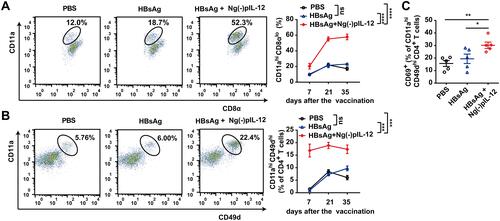 Figure 3 Ng(-)pIL-12 adjuvant induced robust HBV-specific CD8+ and CD4+ T cell responses during vaccination. C57 BL/6J mice were injected intramuscularly with three doses of PBS, 2 μg HBsAg alone, 2 μg HBsAg combined with 45 μg Ng(-)pIL-12 at two-week intervals, separately. (A) The proportion of CD11ahi CD8αlo cells among CD8+ T cells in the peripheral blood on day 7, 21 and 35 after the initiation of immunisation. (B) The proportion of CD11ahi CD49dhi cells among CD4+ T cells in the peripheral blood on day 7, 21 and 35 after the initiation of immunisation. (C) The expression of activation antigen CD69 on CD4+ CD11ahi CD49dhi cells on day 7 after the initiation of immunisation. HBsAg, HBsAg alone; Ng(-)pIL-12, 40 μg Ng(-) containing 5 μg pIL-12. All data are expressed as the mean ± SEM (n ≥ 5) from three independent experiments. *p < 0.05, **p < 0.01, ***p < 0.001, ****p < 0.0001.