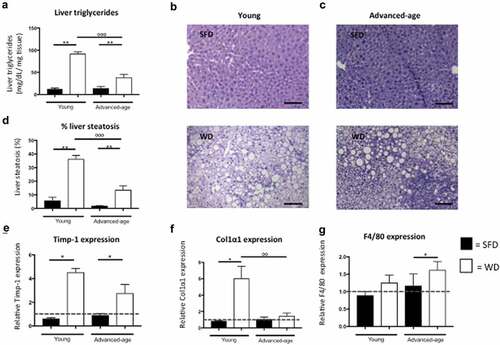 Figure 1. Increased hepatic steatosis but not fibrosis in advanced-age mice. (a) Hepatic triglyceride concentration (mg/dL/mg tissue) in young and advanced-age mice kept on either SFD (black) or WD (white) for 15 weeks. (b-c) H&E stained liver section of a young mouse kept on SFD (top) or WD (bottom) (B) and of an advanced-age mouse kept on SFD (top) or WD (bottom) for 15 weeks (C). Magnification is 200x and scale bar is 100 µm. (d) Quantification of H&E stained liver sections of young and advanced-age mice kept on SFD (black) or WD (white). (e-f) relative hepatic Timp-1 and Col1α1 expression in young and advanced-age mice kept on SFD (black) or WD (white). (g) relative hepatic F4/80 expression in young and advanced-age mice kept on SFD (black) or WD (white). * = p < 0.05 and ** = p < 0.01 in SFD vs WD. ° = p < 0.05, °° = p < 0.01 and °°° = p < 0.001 between young and advanced-age mice kept on the same diet. Fas = TNF receptor superfamily member 6, CD = cluster of differentiation, SFD = standard-fat diet, WD = western-type diet, Timp-1 = tissue inhibitor of matrix metalloproteinase-1, Col1α1 = collagen type 1 α 1.